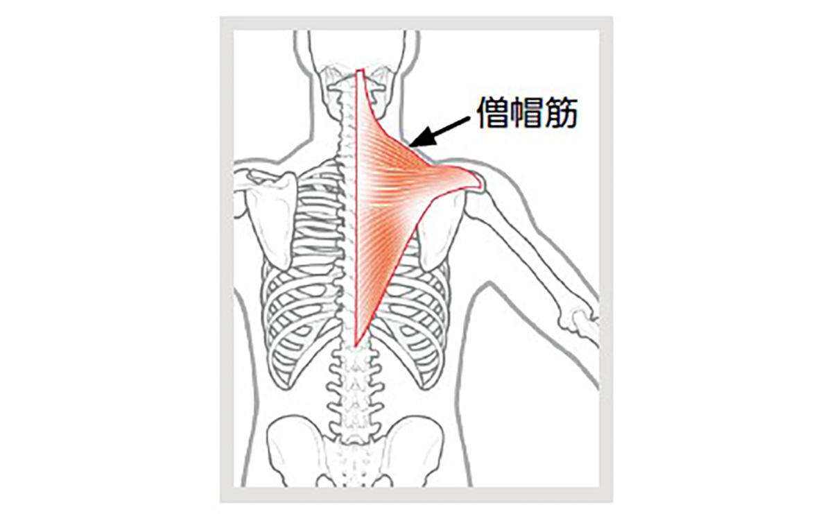 僧帽筋