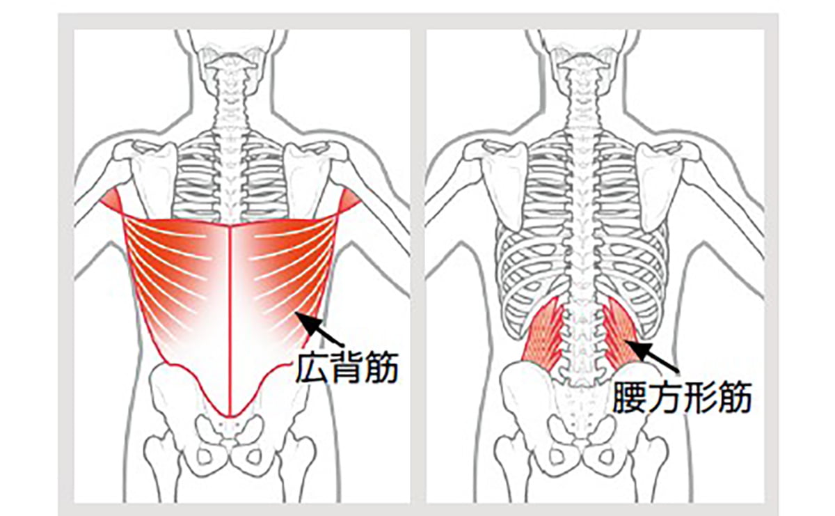 広背筋＆腰方形筋
