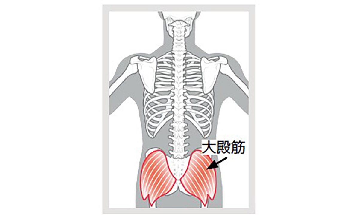 大殿筋