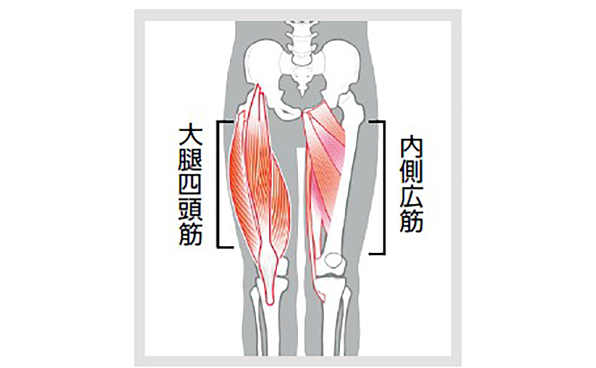 大腿四頭筋