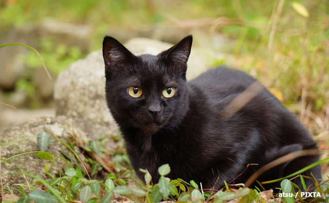 猫を診た獣医師が死亡する例も...正しく恐れる“動物由来感染症”